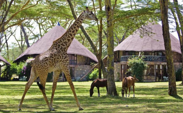 4 Days Lake Nakuru & Maasai Mara lodge Safari