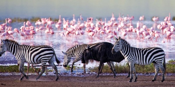 6 Days Rift Valley Lakes & Masai Mara Camping Safari