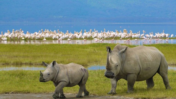 Lake Nakuru Day Trip